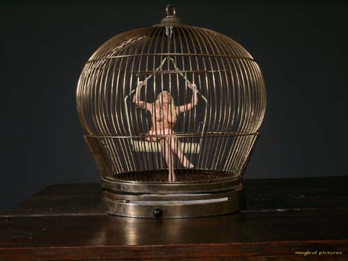 The golden cage